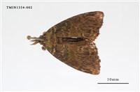 藏品(毒蛾科)的圖片